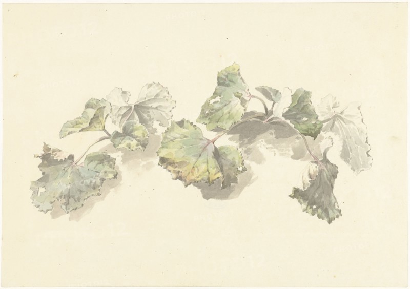 Study of leaves, 1787-1847. Creator: Josephus Augustus Knip.
