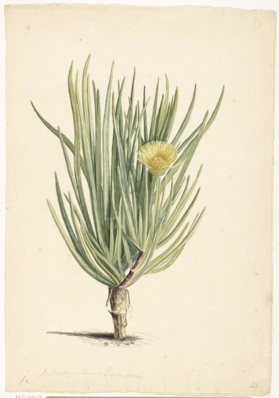Narrow-leaved Iceplant in Bloom, 1668-1729. Creator: Vincent Laurentz van der Vinne I.