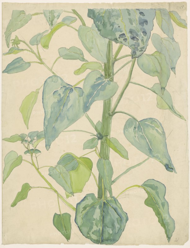 Stalk and Leaves of a Sunflower, 1874-1918. Creator: Martinus van Andringa.