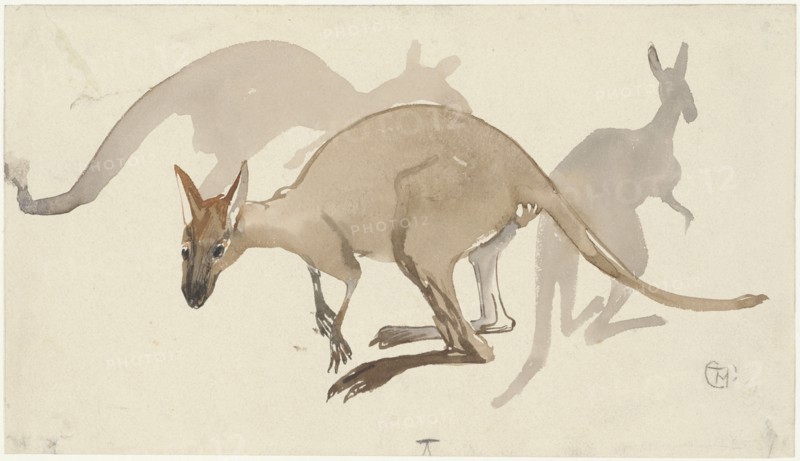 Kangaroos, 1873-1917. Creator: Theo van Hoytema.