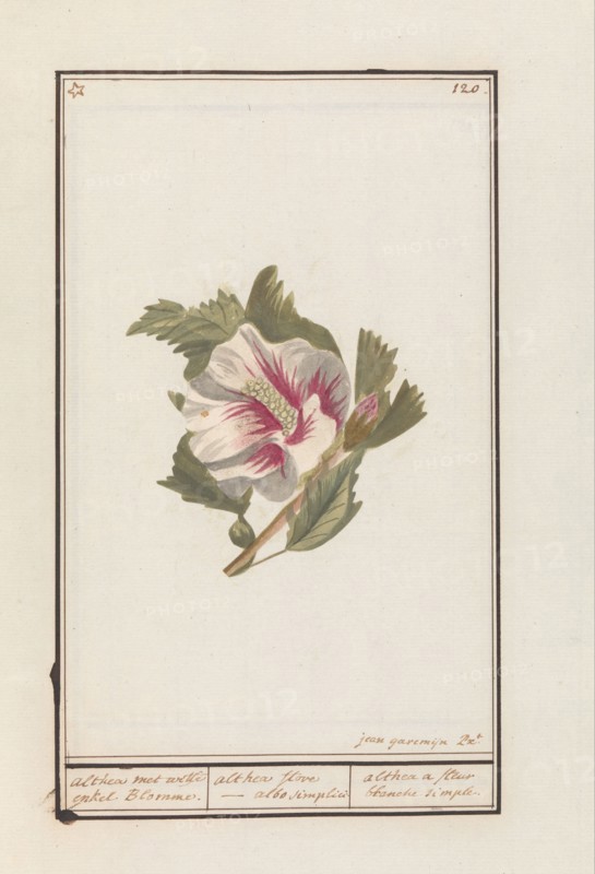 Hibiscus (Hibiscus syriacus), 1790-1799. Creator: Jan Garemijn.