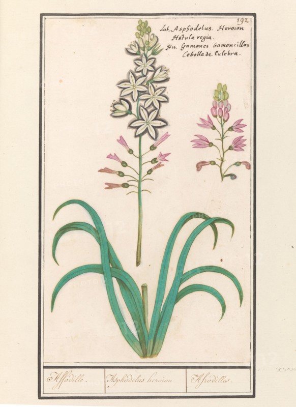 Asphodel (Asphodelus), 1596-1610. Creators: Anselmus de Boodt, Elias Verhulst.