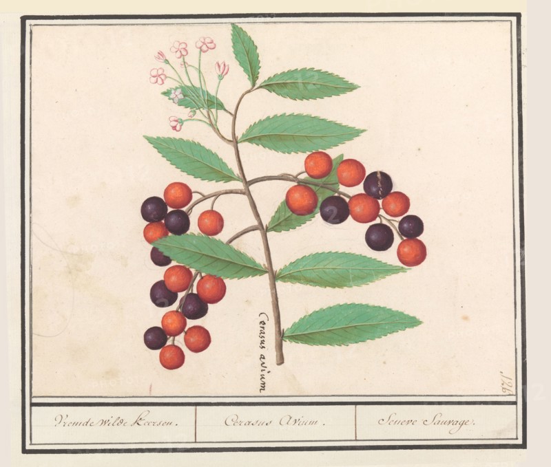 Wild black cherry (Prunus serotina), 1596-1610. Creators: Anselmus de Boodt, Elias Verhulst.