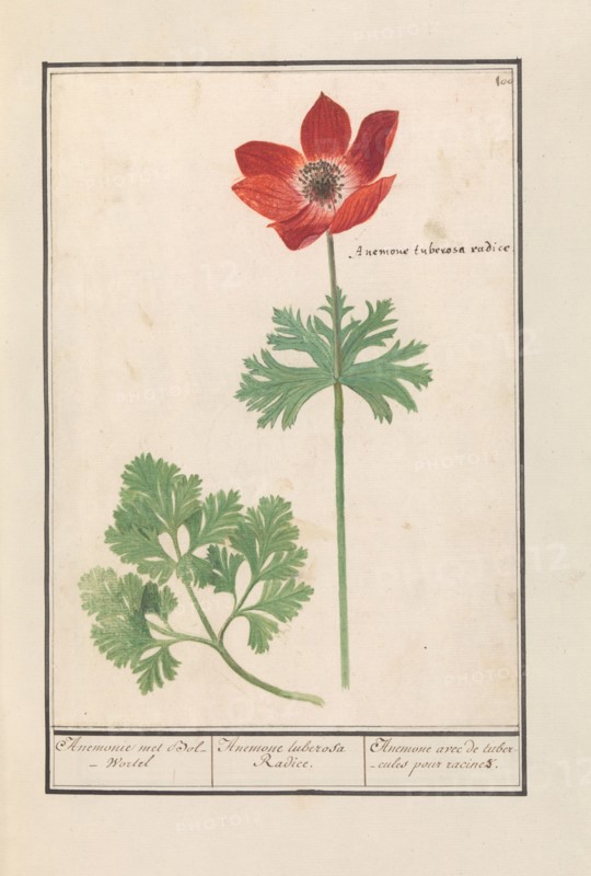 Anemone, 1596-1610.  Creators: Anselmus de Boodt, Elias Verhulst.