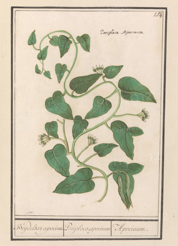 Apocynum, 1596-1610. Creators: Anselmus de Boodt, Elias Verhulst.