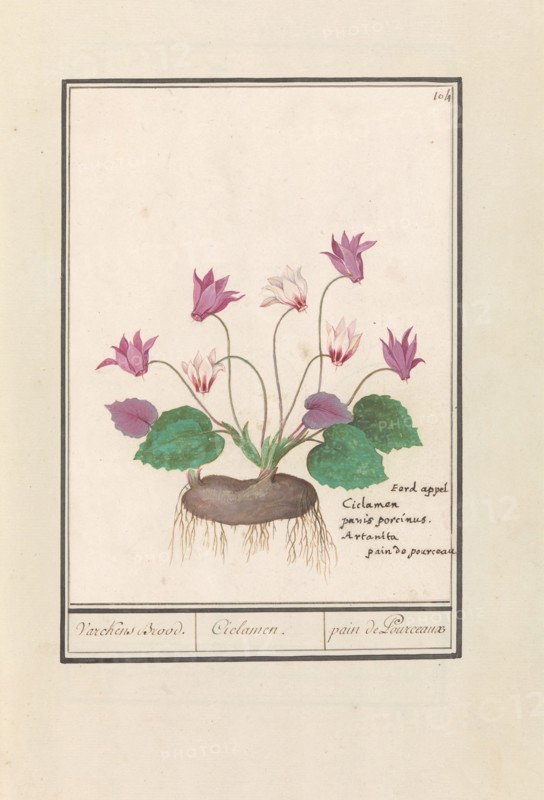 Cyclamen, 1596-1610.  Creators: Anselmus de Boodt, Elias Verhulst.