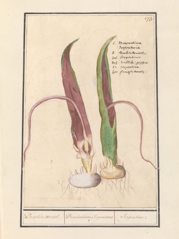 Common Dracunculus, 1596-1610. Creators: Anselmus de Boodt, Elias Verhulst.