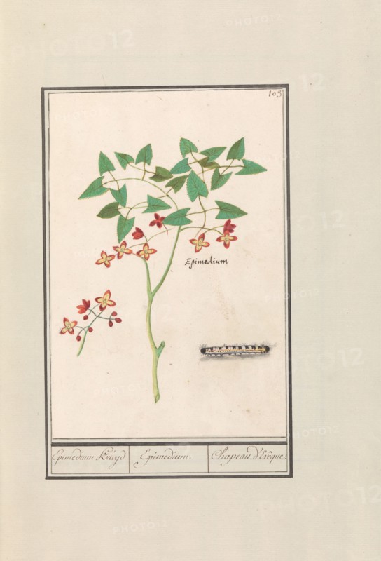 Fairy flower (Epimedium alpinum), 1596-1610. Creators: Anselmus de Boodt, Elias Verhulst.
