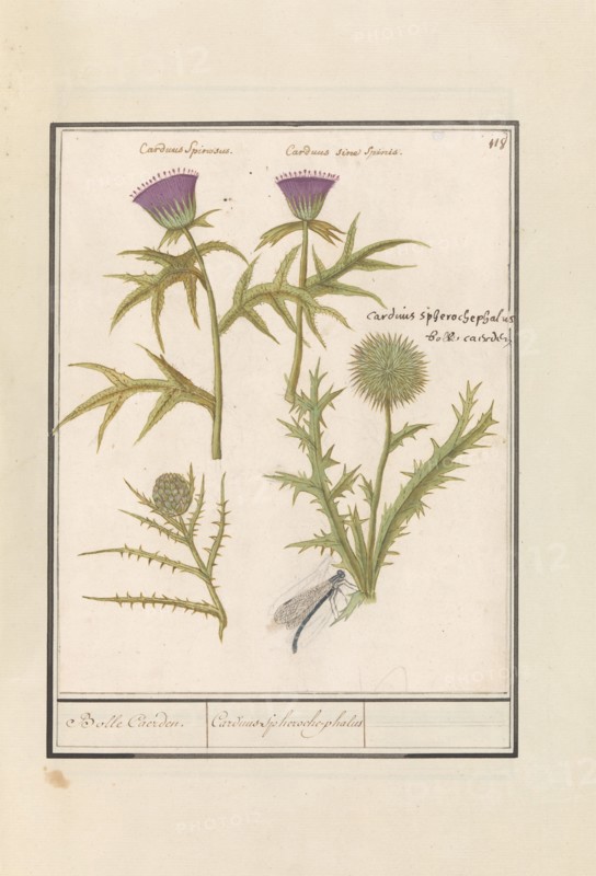 Thistle (Carduus) and Artichoke (Cynara cardunculus), 1596-1610. Creators: Anselmus de Boodt, Elias Verhulst.