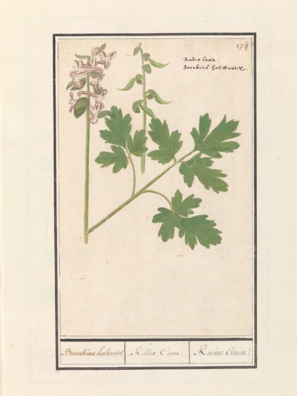 Hollow root (Corydalis cava), 1596-1610. Creators: Anselmus de Boodt, Elias Verhulst.