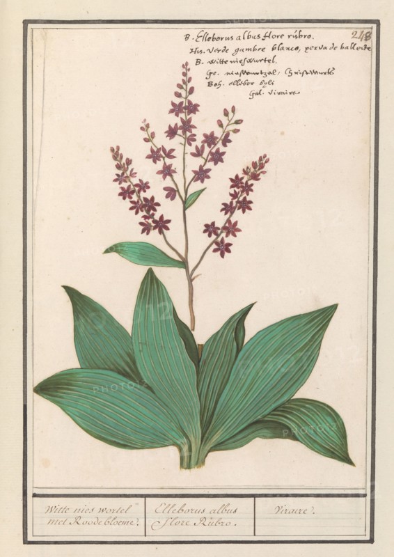 Black hellebore (Veratrum nigrum), 1596-1610. Creators: Anselmus de Boodt, Elias Verhulst.