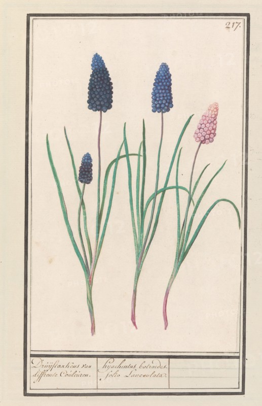 Grape hyacinths (Muscari botryoides), 1596-1610. Creators: Anselmus de Boodt, Elias Verhulst.