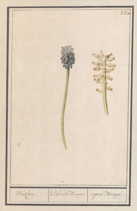 Grape hyacinths (Muscari botryoides), 1596-1610. Creators: Anselmus de Boodt, Elias Verhulst.