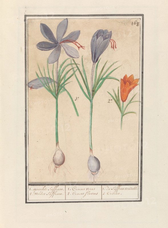 Saffron crocus (Crocus sativus), 1596-1610. Creators: Anselmus de Boodt, Elias Verhulst.