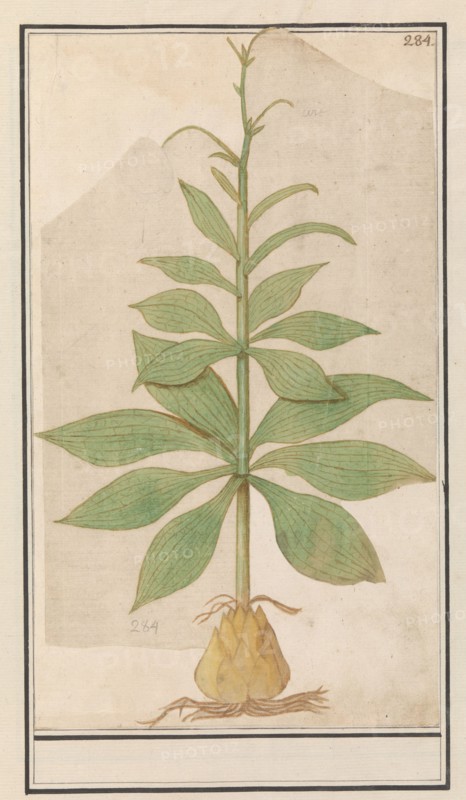 Unknown plant, 1596-1610. Creators: Anselmus de Boodt, Elias Verhulst.