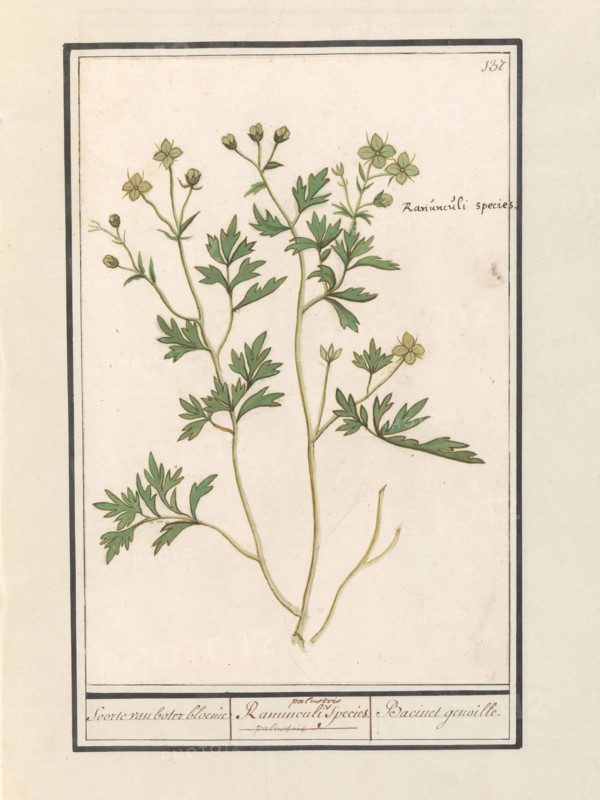 Buttercup (Ranunculus), 1596-1610. Creators: Anselmus de Boodt, Elias Verhulst.