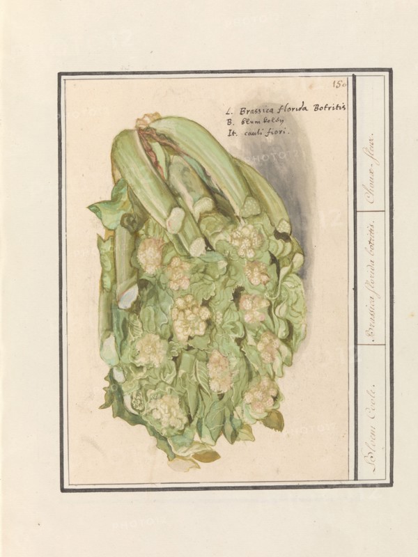 Cauliflower (Brassica oleracea convar. botrytis var. Botrytis), 1596-1610. Creators: Anselmus de Boodt, Elias Verhulst.