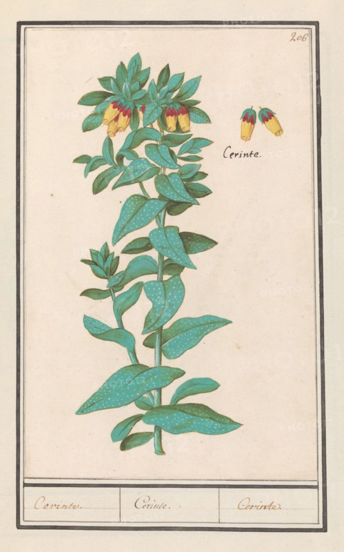 Cerinthe (Cerinthe major), 1596-1610. Creators: Anselmus de Boodt, Elias Verhulst.