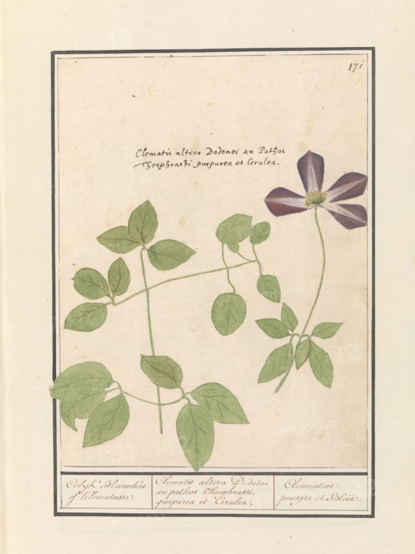 Clematis (Clematis), 1596-1610. Creators: Anselmus de Boodt, Elias Verhulst.