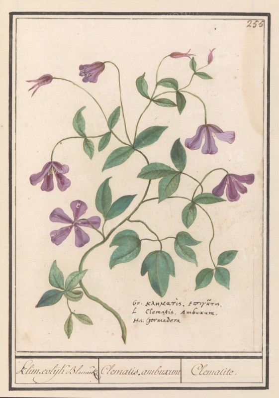 Clematis, 1596-1610. Creators: Anselmus de Boodt, Elias Verhulst.