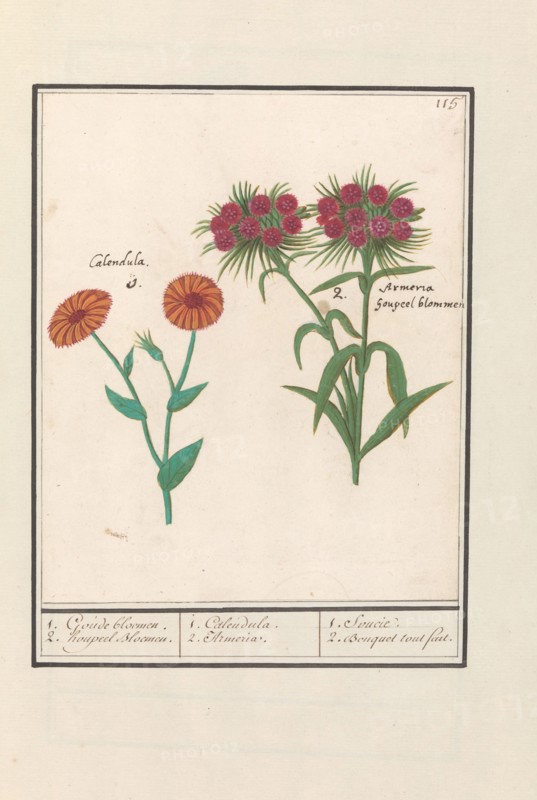 Marigold (Calendula) and Sweet William (Dianthus barbatus), 1596-1610. Creators: Anselmus de Boodt, Elias Verhulst.