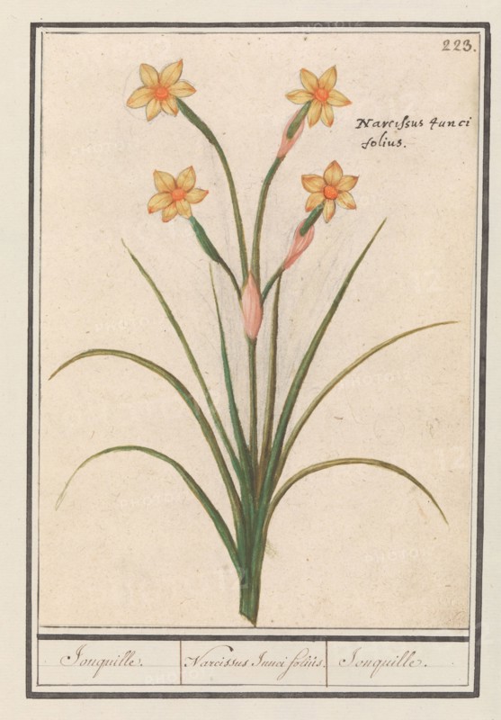 Narcis (Narcissus), 1596-1610. Creators: Anselmus de Boodt, Elias Verhulst.