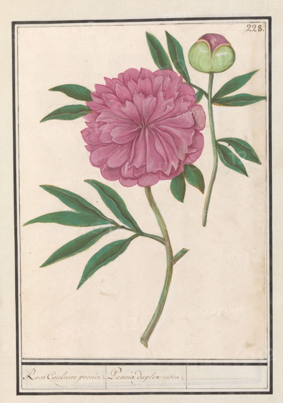 Peony (Paeonia), 1596-1610. Creators: Anselmus de Boodt, Elias Verhulst.