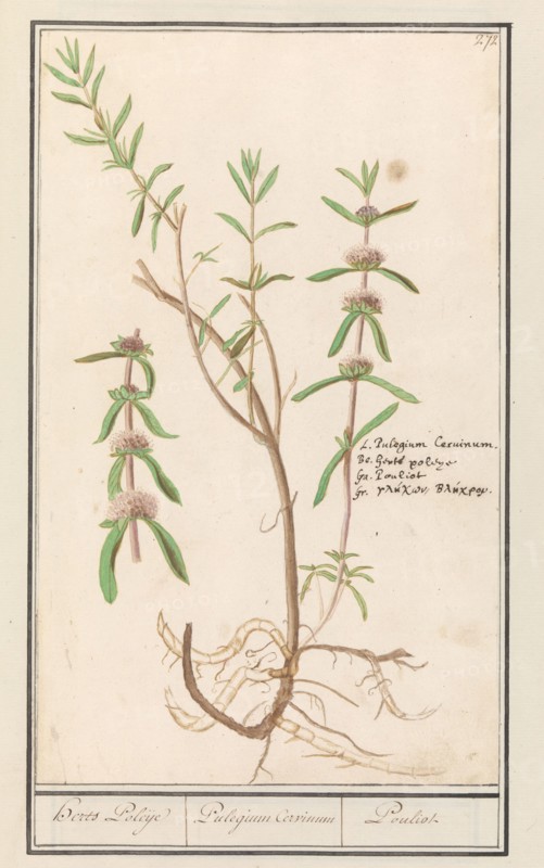Pennyroyal (Mentha pulegium), 1596-1610. Creators: Anselmus de Boodt, Elias Verhulst.