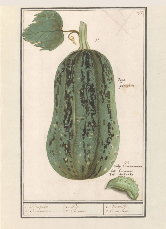 Pumpkin (Cucurbita pepo), 1596-1610. Creators: Anselmus de Boodt, Elias Verhulst.