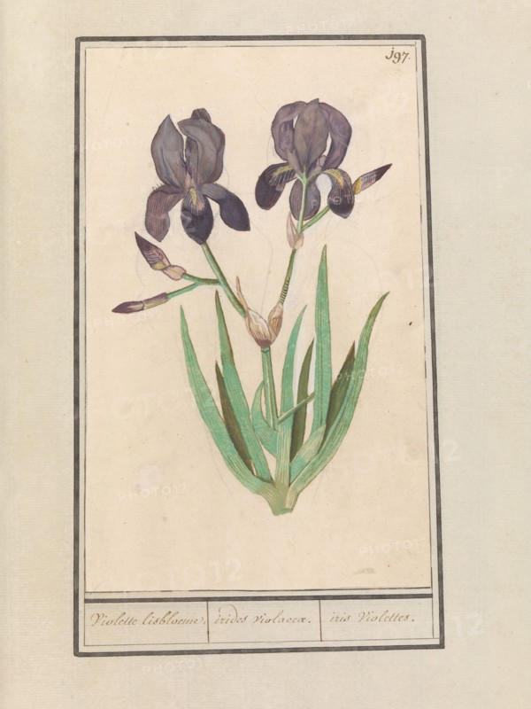 Purple iris (Iris germanica), 1596-1610. Creators: Anselmus de Boodt, Elias Verhulst.