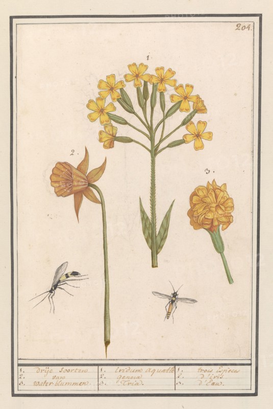 Narcis (Narcissus), Golden primrose  (Primula veris) and Tagetes (African marigold), 1596-1610.  Creators: Anselmus de Boodt, Elias Verhulst.