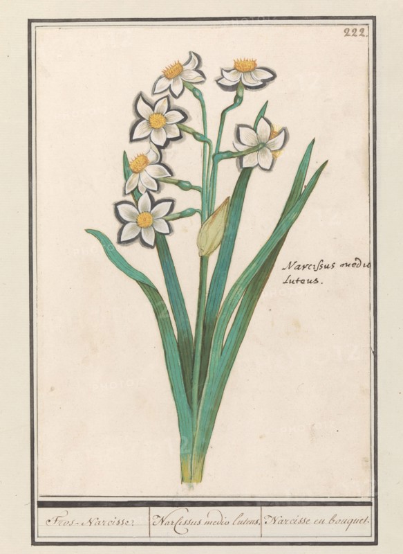 Spray Daffodil (Narcissus), 1596-1610. Creators: Anselmus de Boodt, Elias Verhulst.
