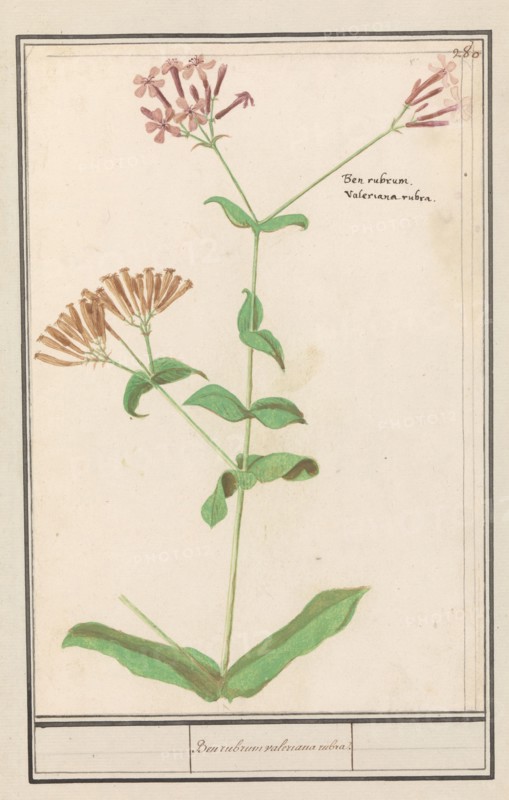 Unknown plant, 1596-1610. Creators: Anselmus de Boodt, Elias Verhulst.