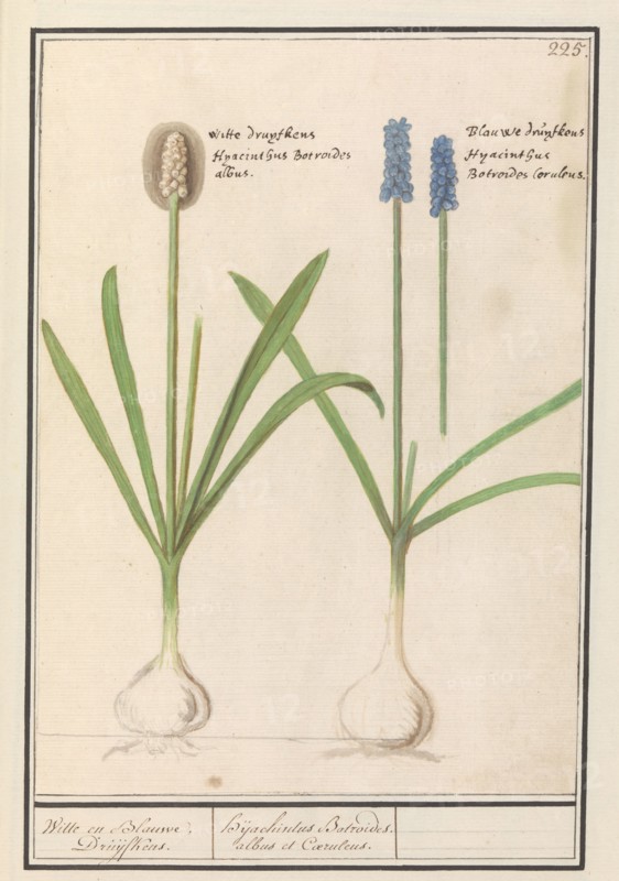 Grape hyacinths (Muscari botryoides), 1596-1610. Creators: Anselmus de Boodt, Elias Verhulst.
