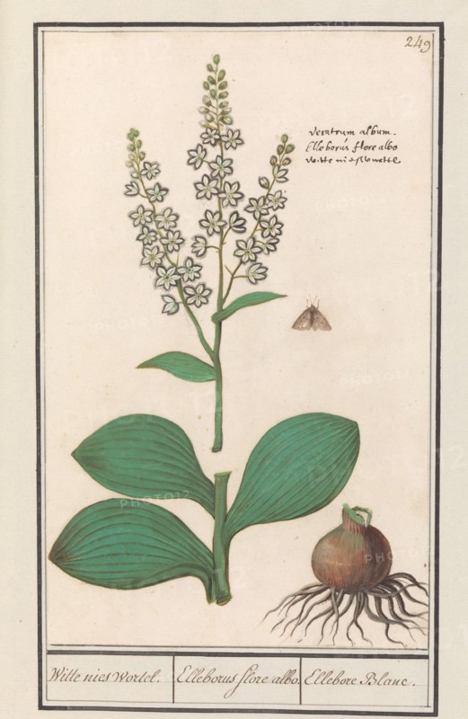 White hellebore (Veratrum album), 1596-1610. Creators: Anselmus de Boodt, Elias Verhulst.
