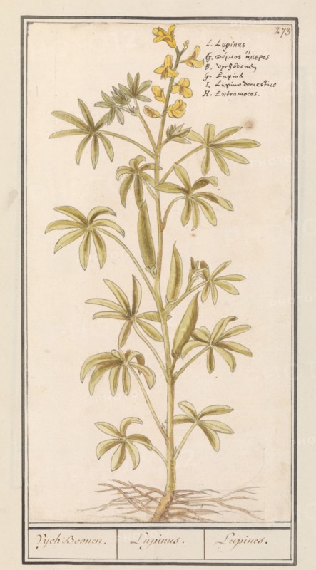 Lupin (Lupinus), 1596-1610. Creators: Anselmus de Boodt, Elias Verhulst.