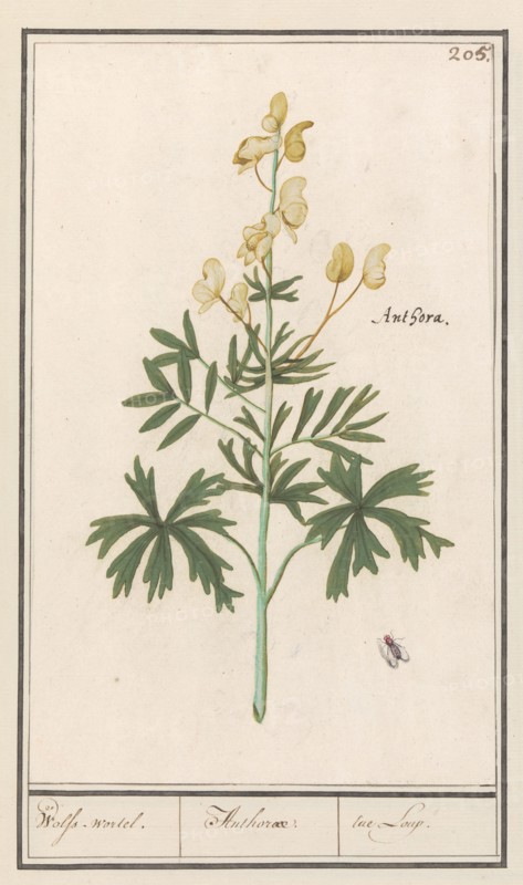Yellow Aconite (Aconitum vulparia), 1596-1610. Creators: Anselmus de Boodt, Elias Verhulst.
