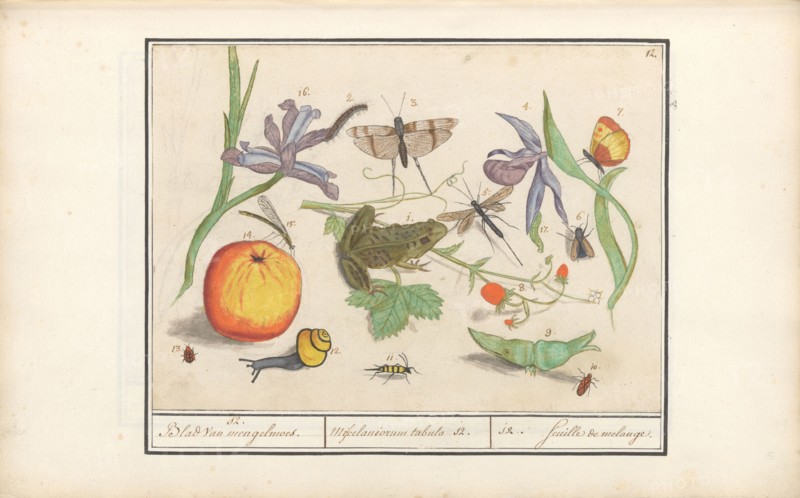 Natural History Ensemble (No. 12), 1596-1610. Creators: Elias Verhulst, Anselmus de Boodt.