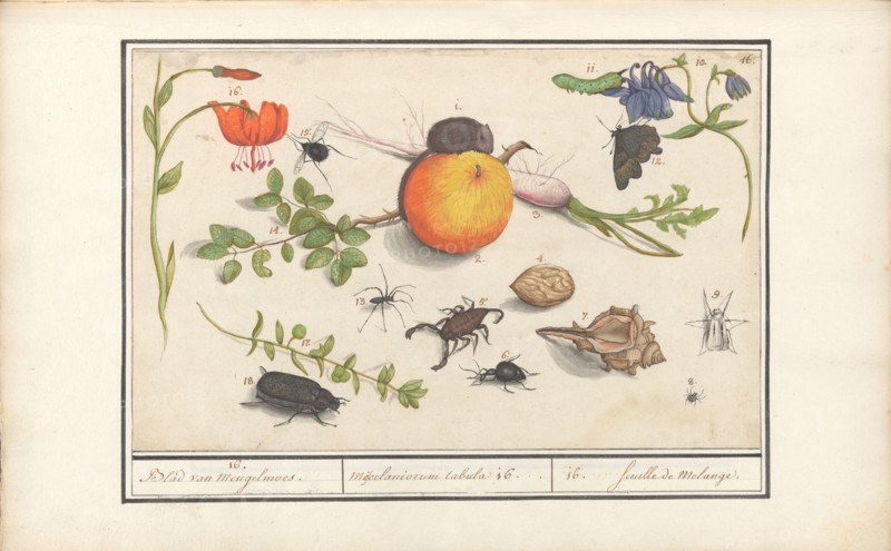 Natural History Ensemble (No. 16), 1596-1610. Creators: Elias Verhulst, Anselmus de Boodt.