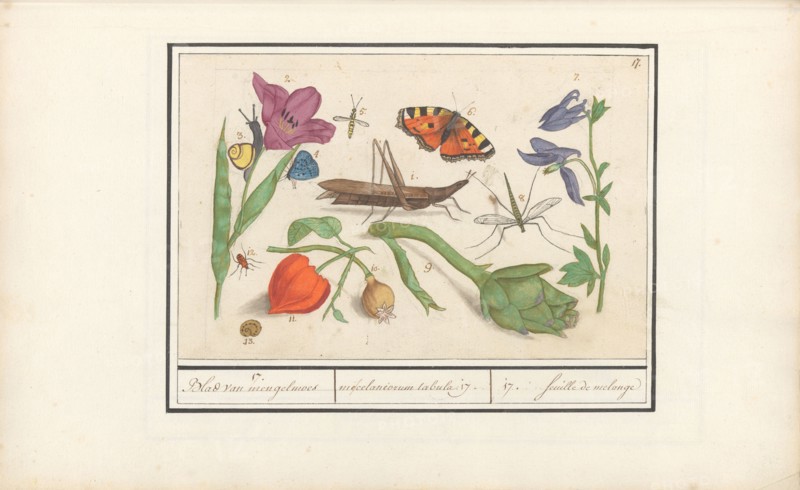 Natural History Ensemble (No. 17), 1596-1610. Creators: Elias Verhulst, Anselmus de Boodt.