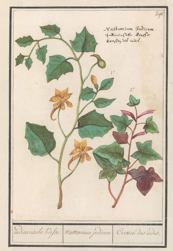 Nasturtium (Tropaeolum majus), 1596-1610. Creators: Anselmus de Boodt, Elias Verhulst.