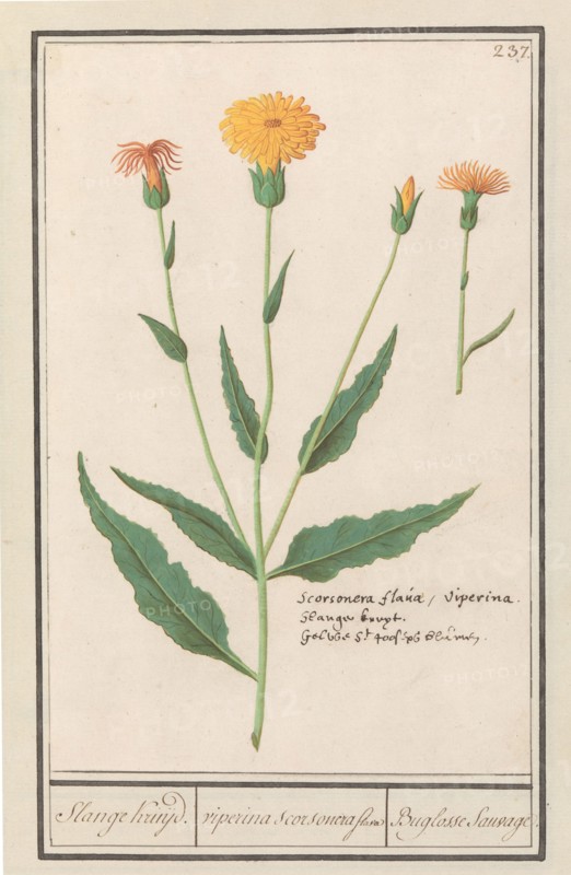 Lesser salsify (Scorzonera humilis), 1596-1610. Creators: Anselmus de Boodt, Elias Verhulst.