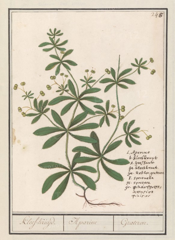 Cleavers (Galium aparine), 1596-1610. Creators: Anselmus de Boodt, Elias Verhulst.