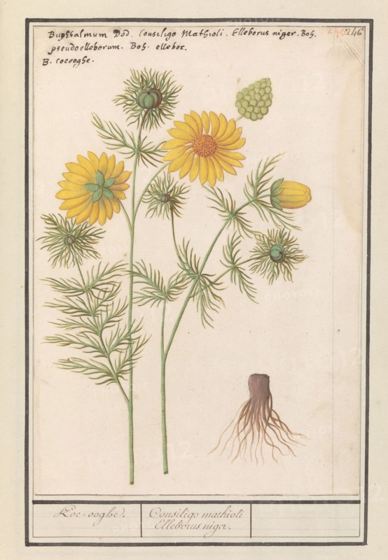 Spring Adonis (Adonis vernalis), 1596-1610. Creators: Anselmus de Boodt, Elias Verhulst.