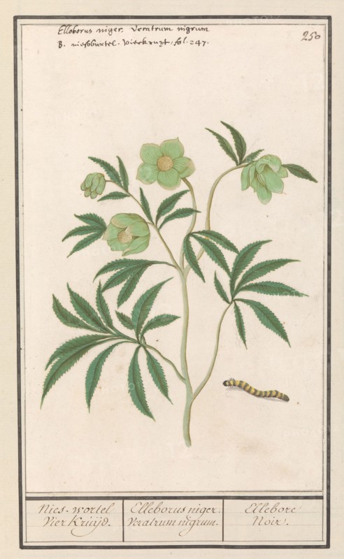 Hellebore (Helleborus), 1596-1610. Creators: Anselmus de Boodt, Elias Verhulst.