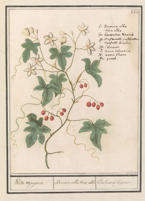Hedge vine (Bryonia dioica), 1596-1610. Creators: Anselmus de Boodt, Elias Verhulst.
