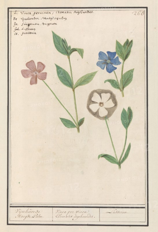 Periwinkle (Vinca), 1596-1610. Creators: Anselmus de Boodt, Elias Verhulst.
