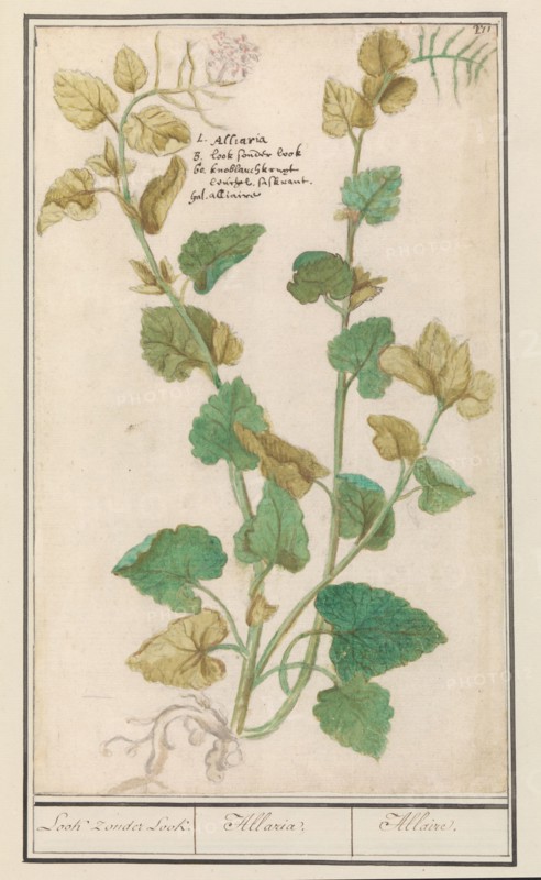 Garlic mustard (Alliaria), 1596-1610. Creators: Anselmus de Boodt, Elias Verhulst.