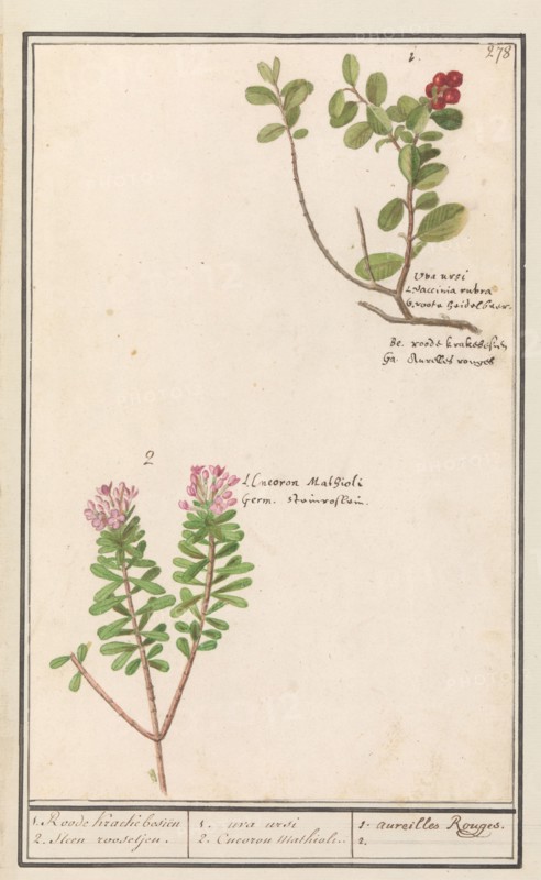 Bearberry (Arctostaphylos uva-ursi) and Hot pepper sapling (Daphne cneorum ), 1596-1610. Creators: Anselmus de Boodt, Elias Verhulst.