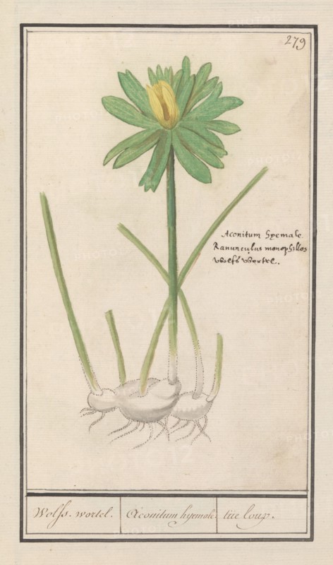 Winter aconite (Eranthis hyemalis), 1596-1610. Creators: Anselmus de Boodt, Elias Verhulst.